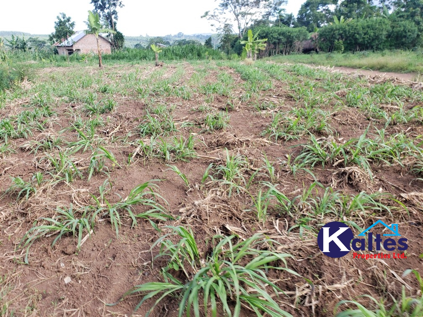 Agricultural Land for sale in Busana Kayunga