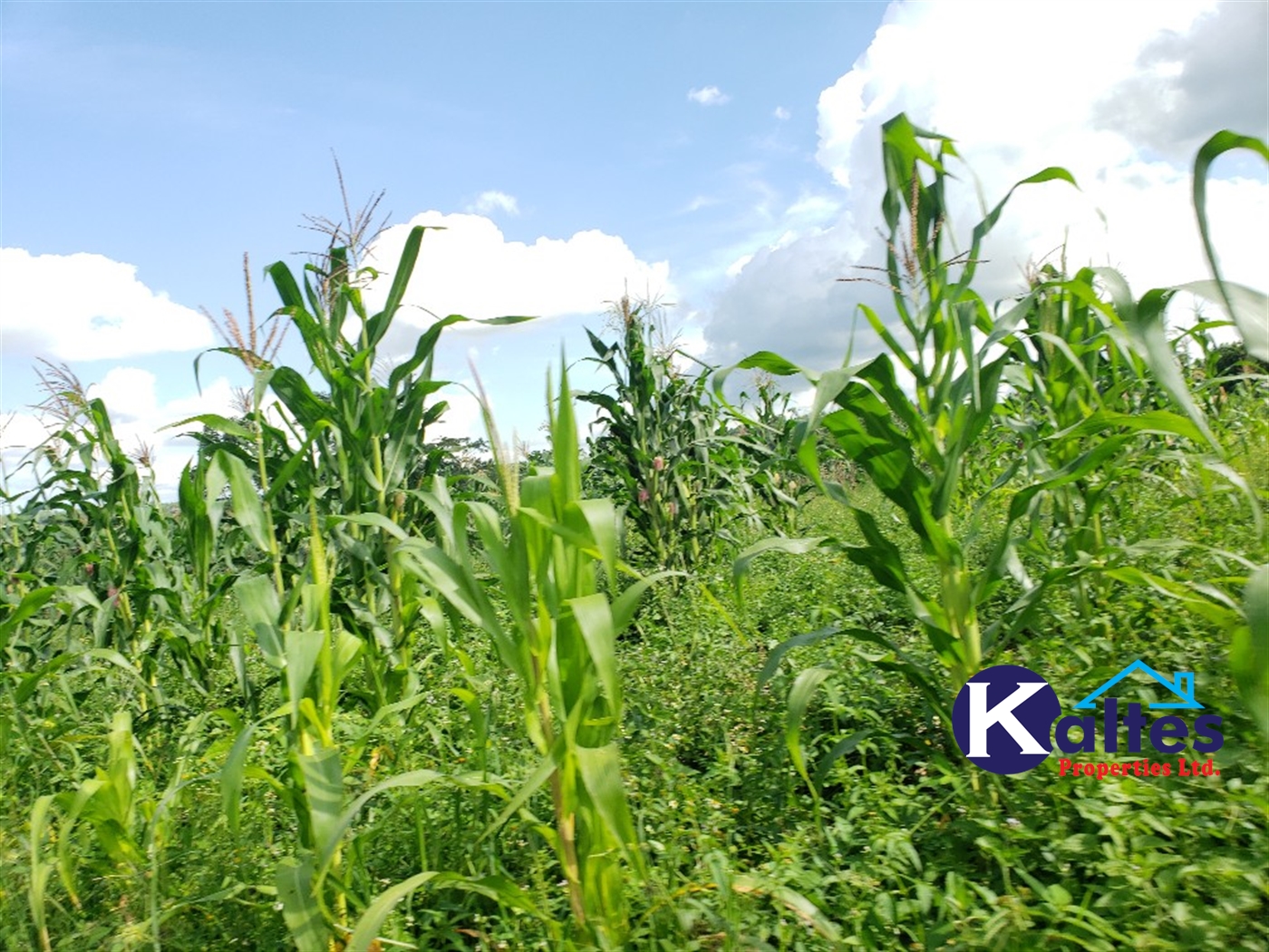 Agricultural Land for sale in Busana Kayunga