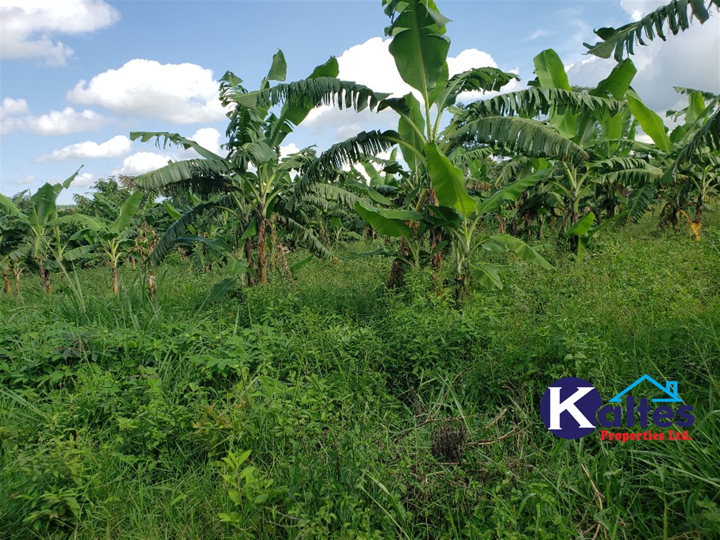 Agricultural Land for sale in Busana Kayunga