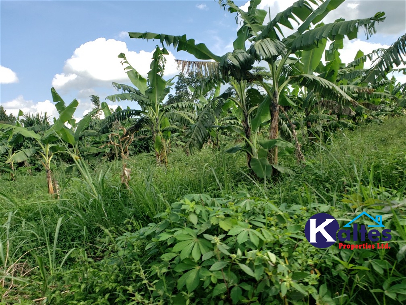 Agricultural Land for sale in Busana Kayunga