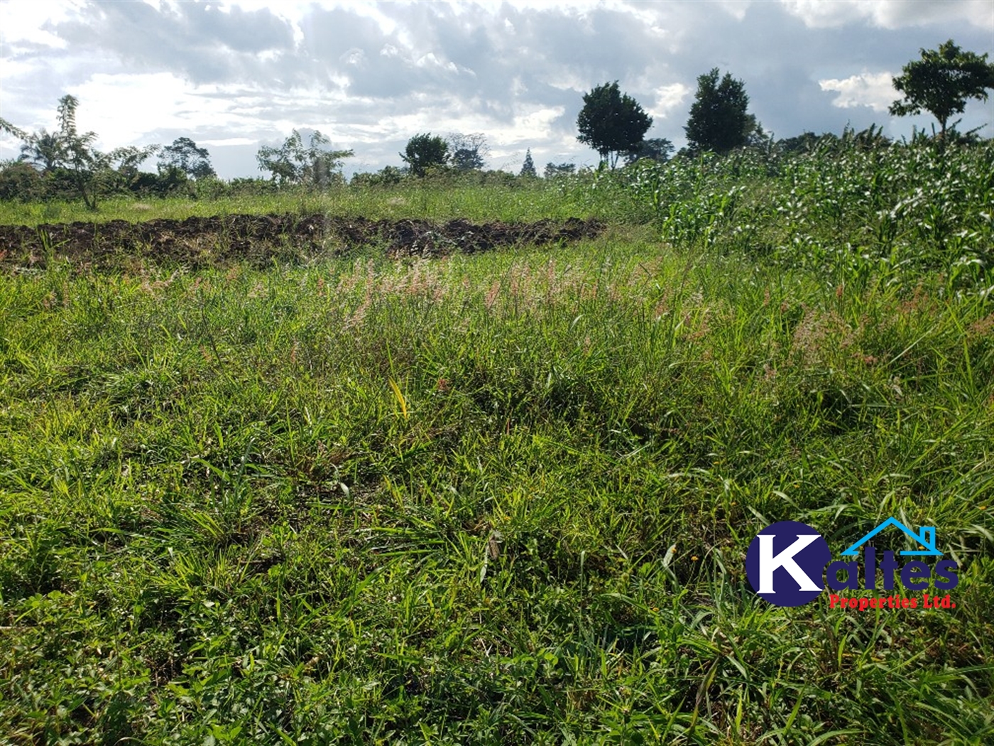 Agricultural Land for sale in Busungiri Kayunga