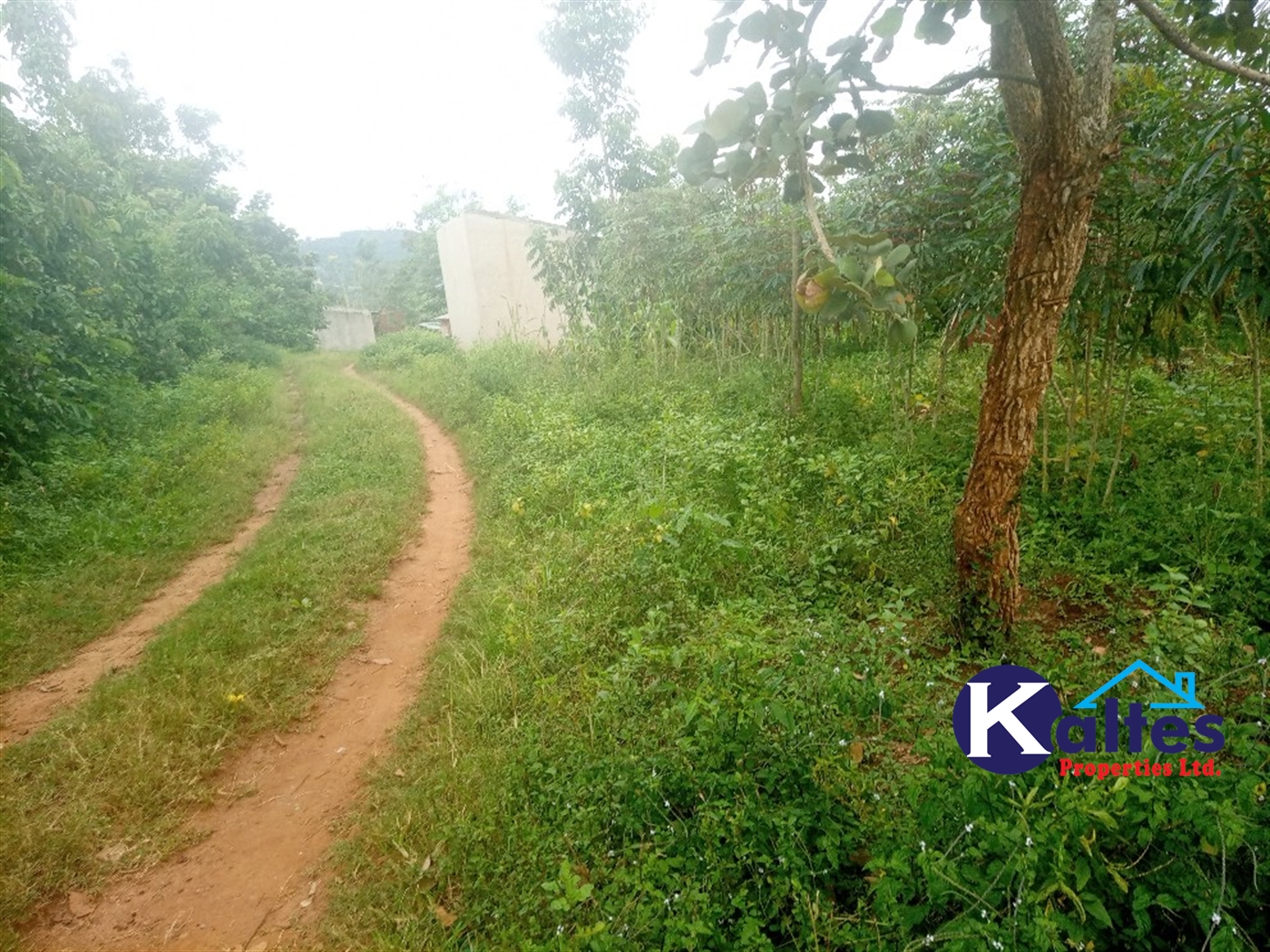 Agricultural Land for sale in Busungiri Kayunga