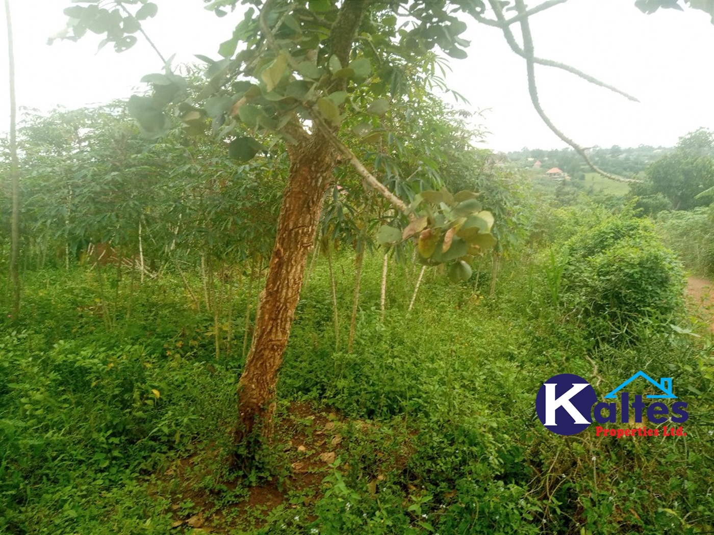 Agricultural Land for sale in Busungiri Kayunga