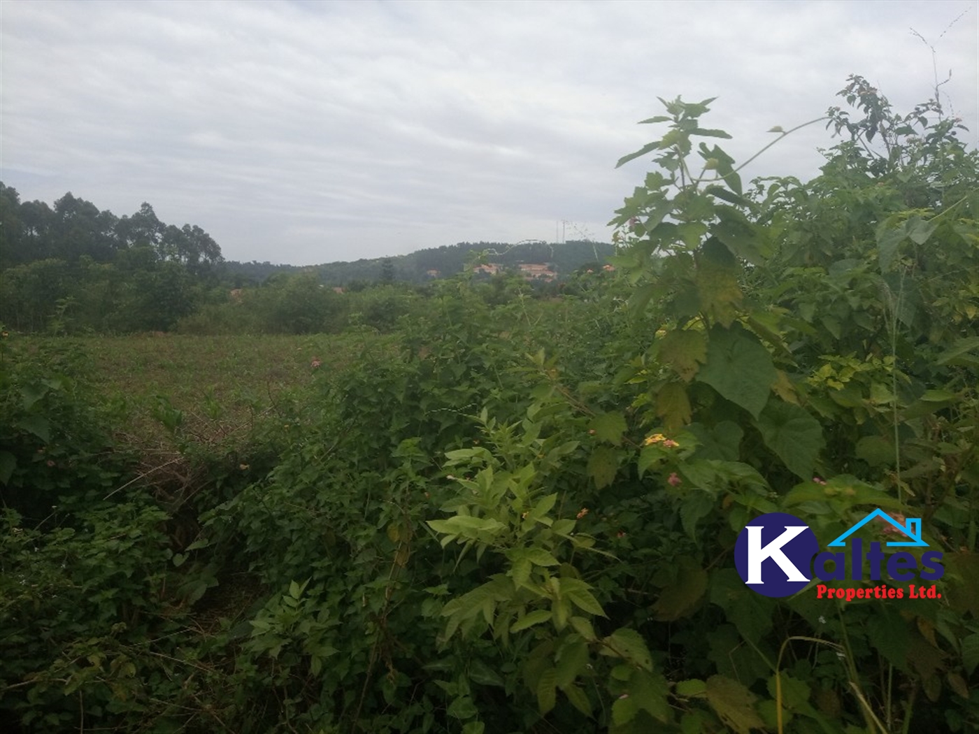 Agricultural Land for sale in Bweyale Kayunga