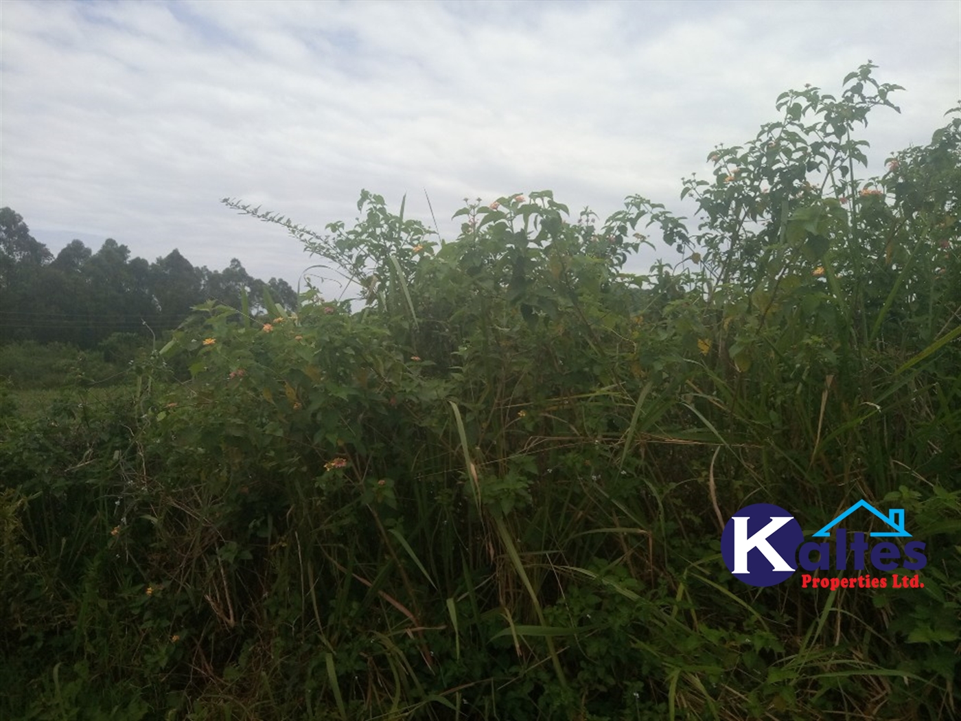 Agricultural Land for sale in Bweyale Kayunga