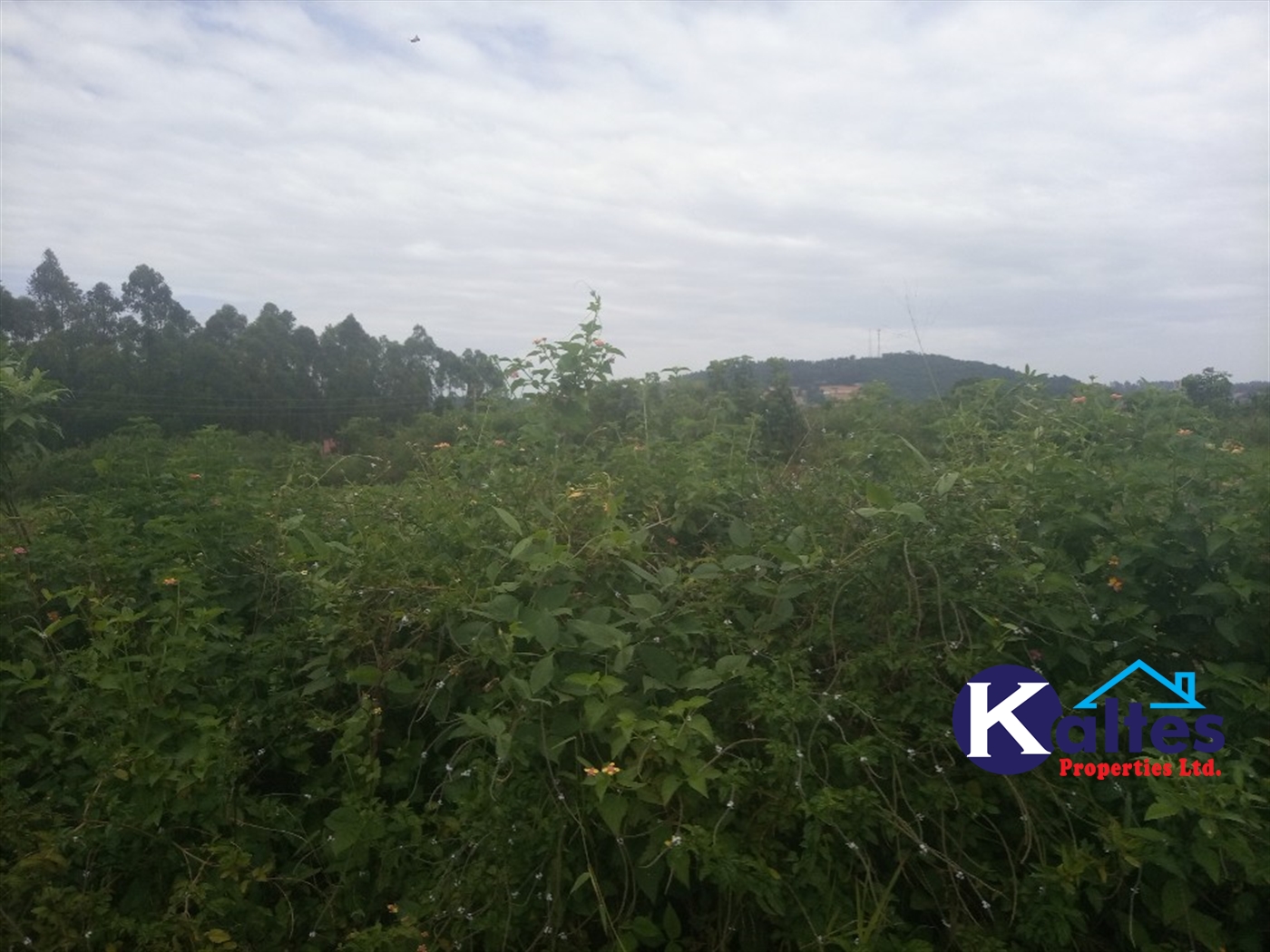 Agricultural Land for sale in Bweyale Kayunga