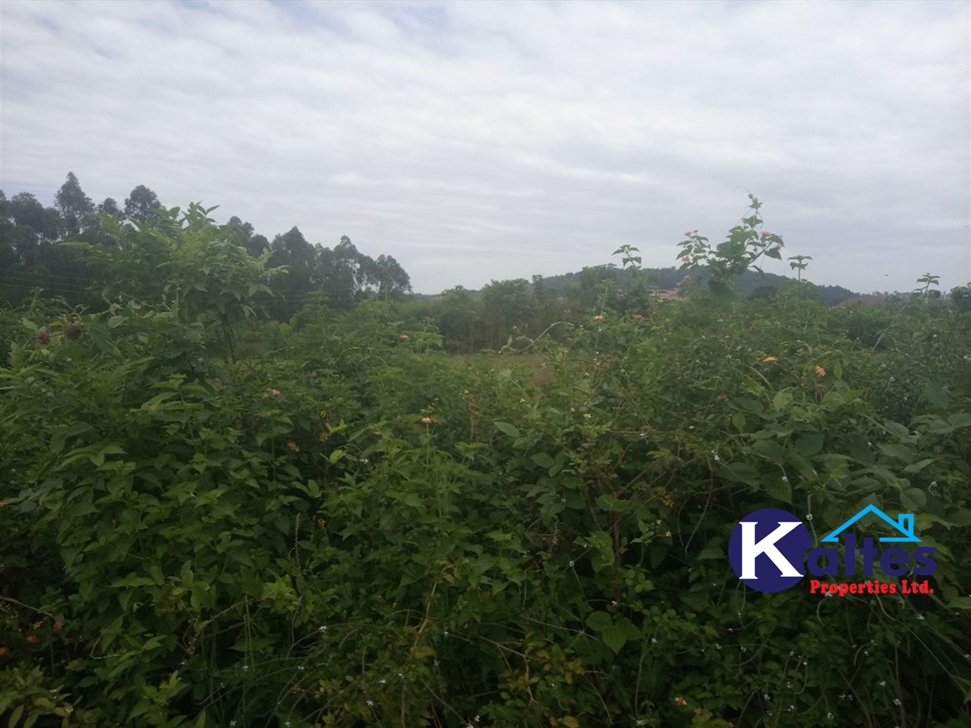 Agricultural Land for sale in Bweyale Kayunga