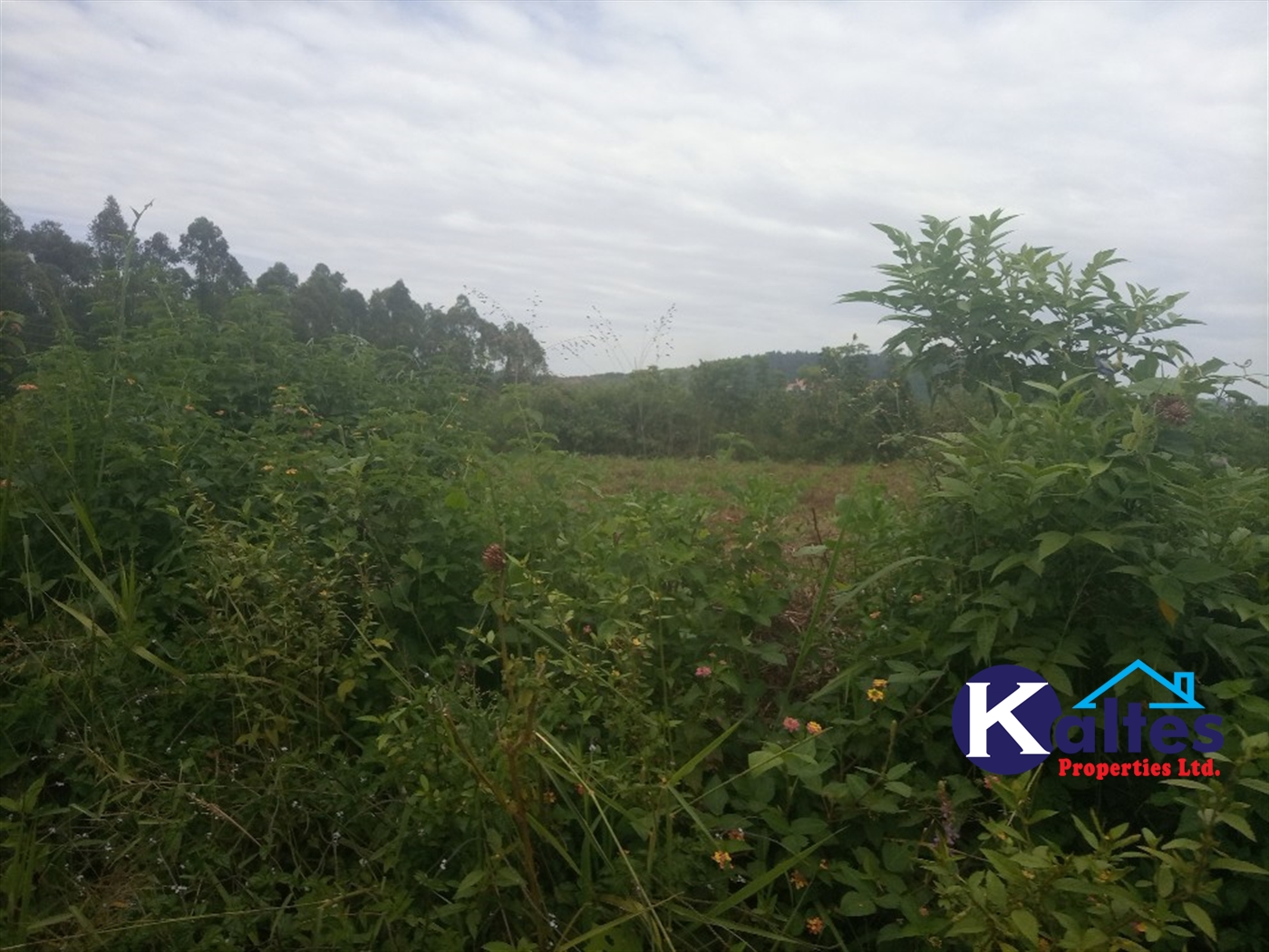 Agricultural Land for sale in Bweyale Kayunga