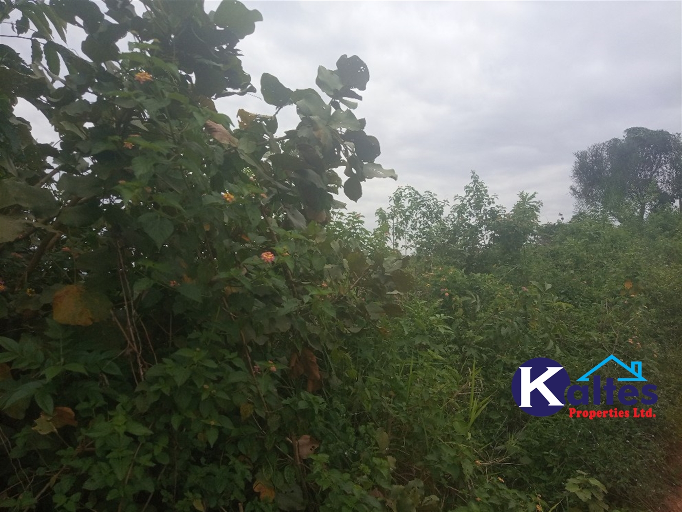 Agricultural Land for sale in Bweyale Kayunga