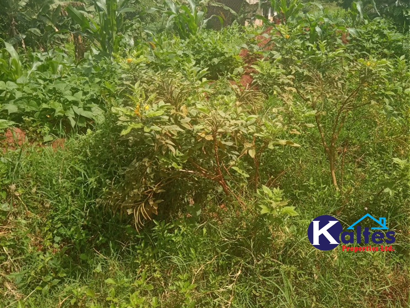 Agricultural Land for sale in Gangama Kayunga