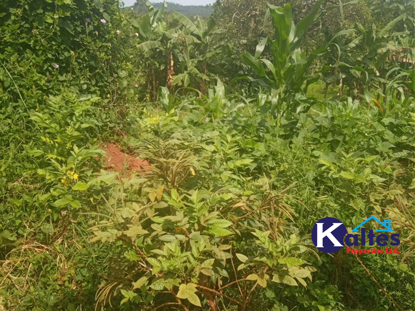 Agricultural Land for sale in Gayaza Kayunga