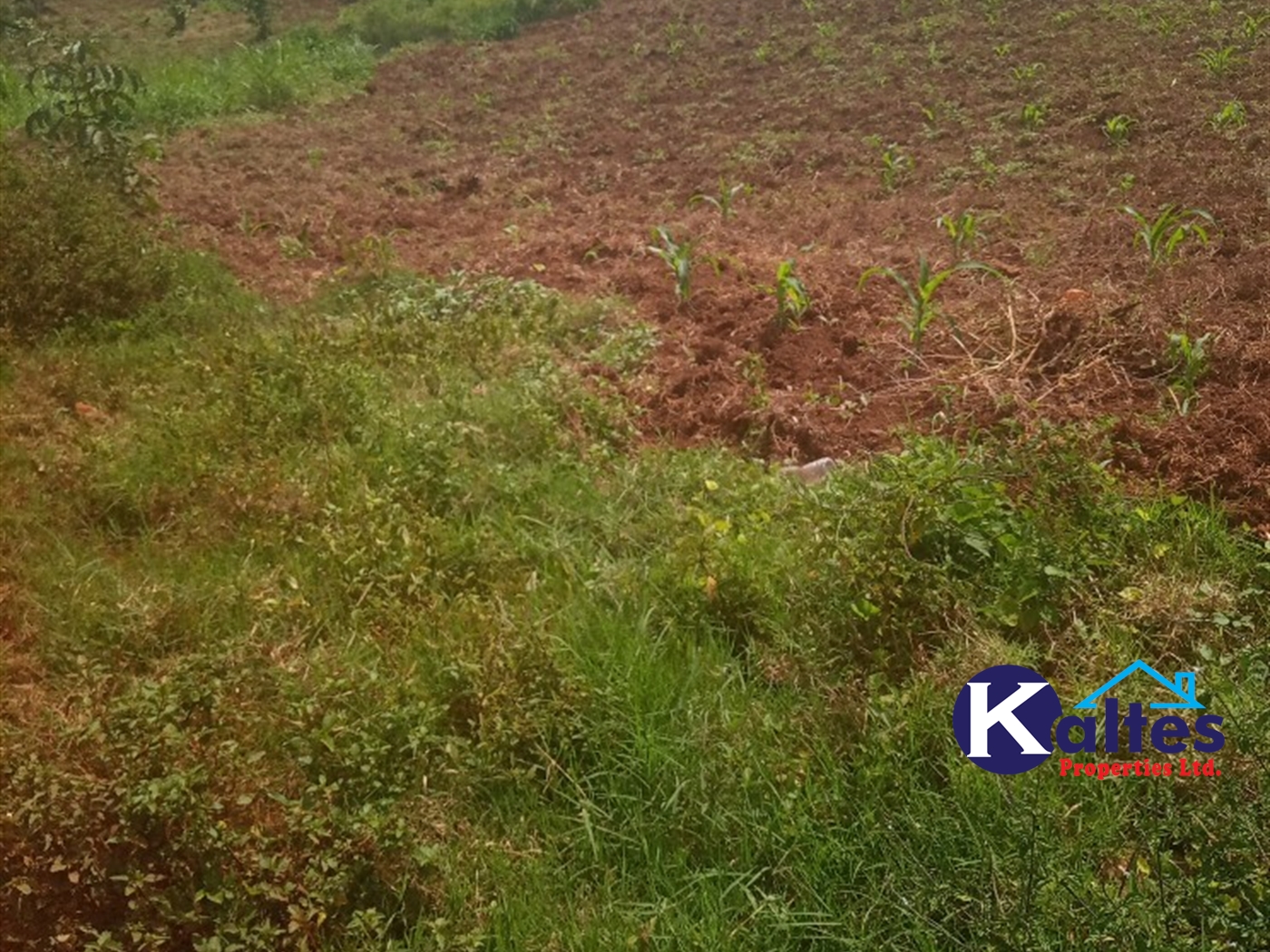 Agricultural Land for sale in Gayaza Kayunga