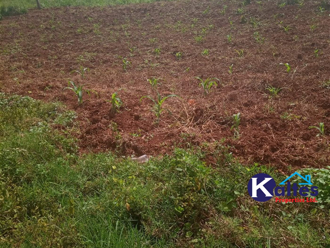 Agricultural Land for sale in Gayaza Kayunga