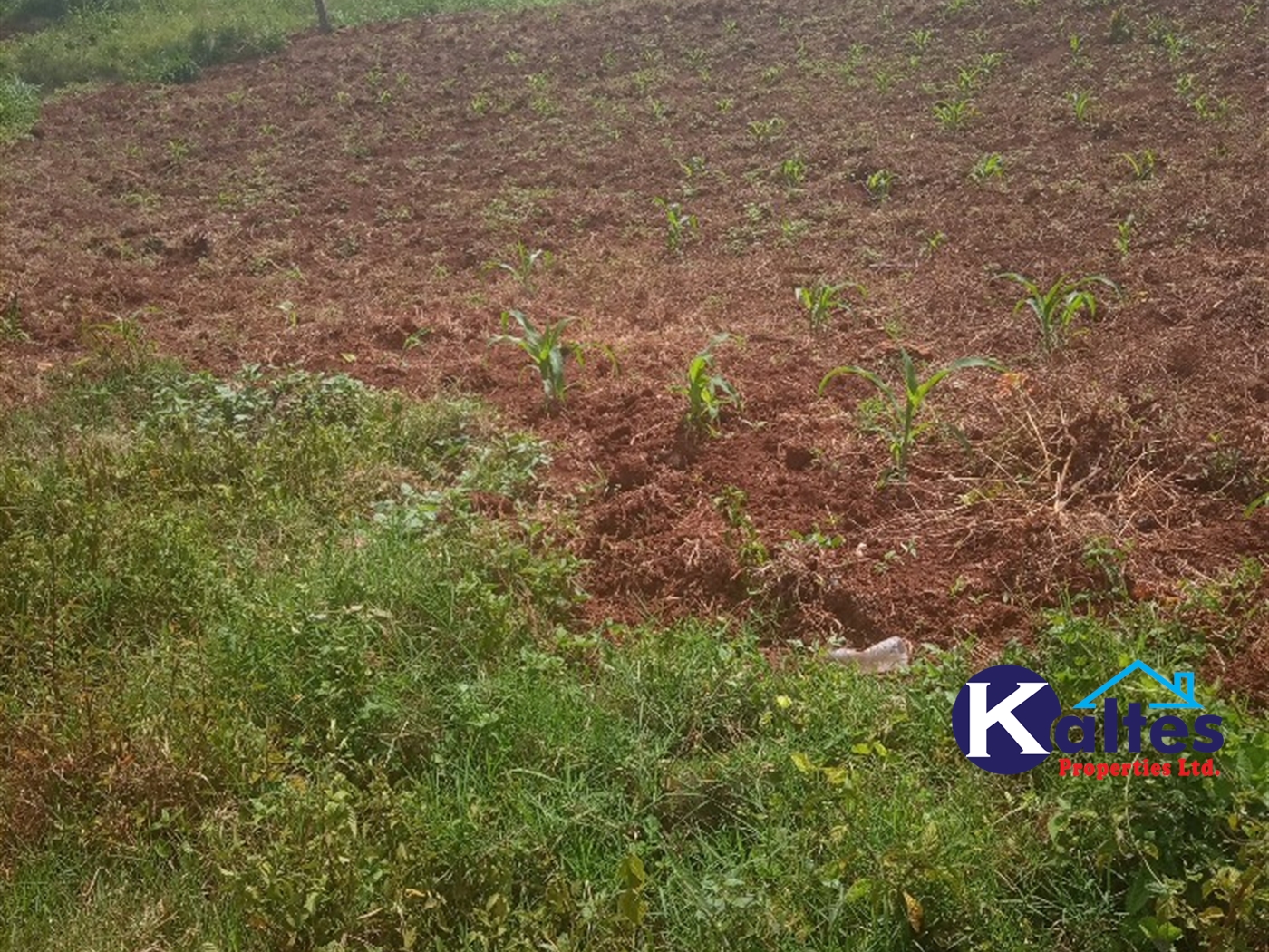 Agricultural Land for sale in Gayaza Kayunga