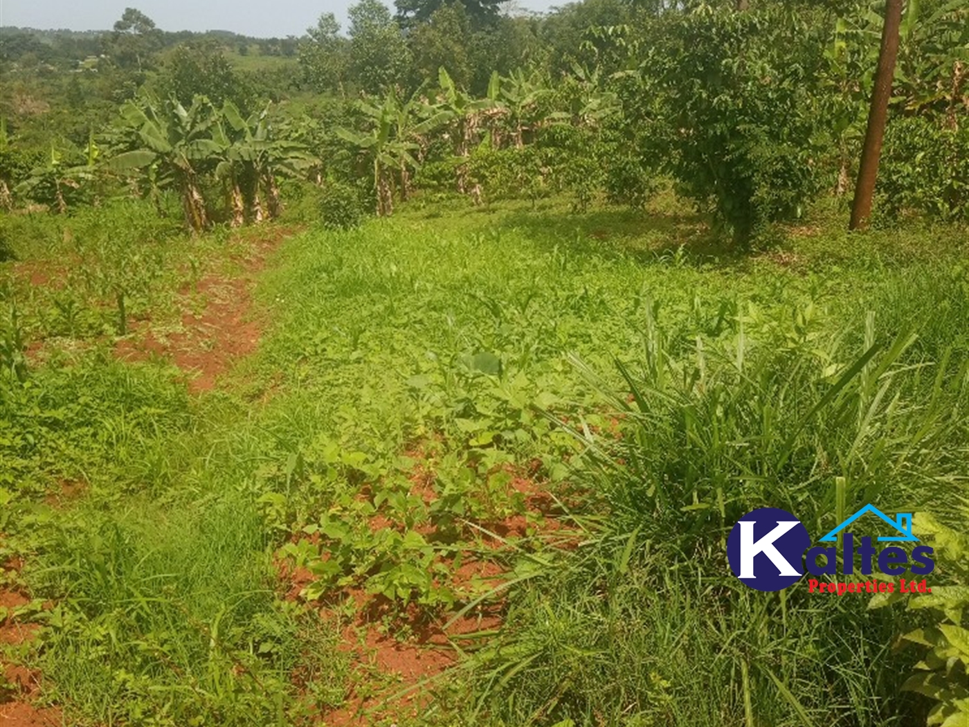 Agricultural Land for sale in Gayaza Kayunga