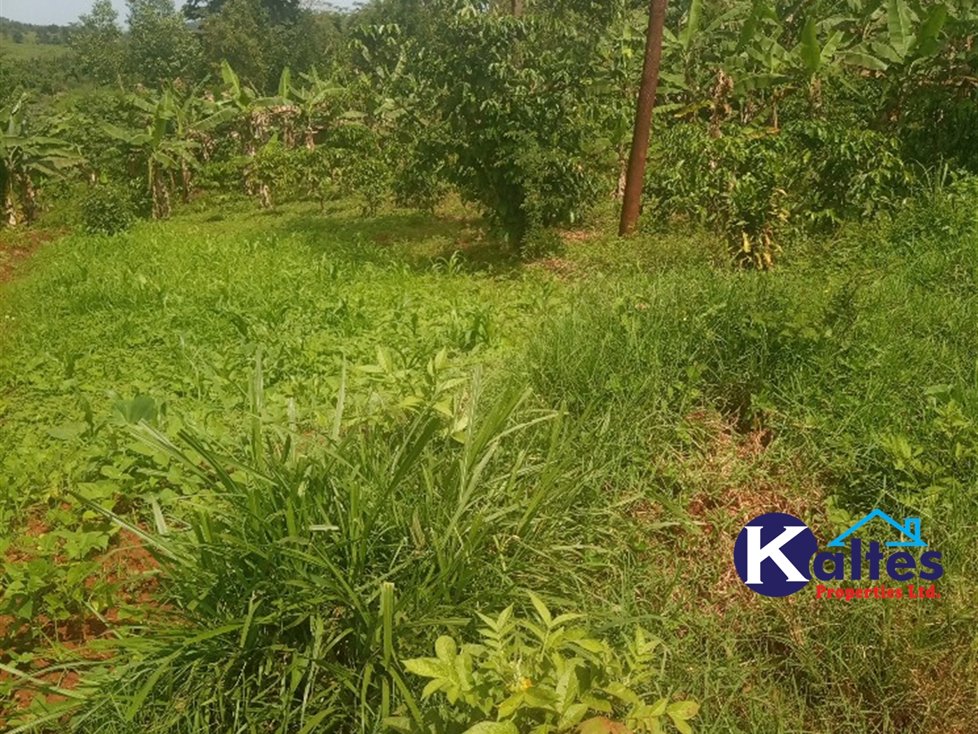 Agricultural Land for sale in Gayaza Kayunga