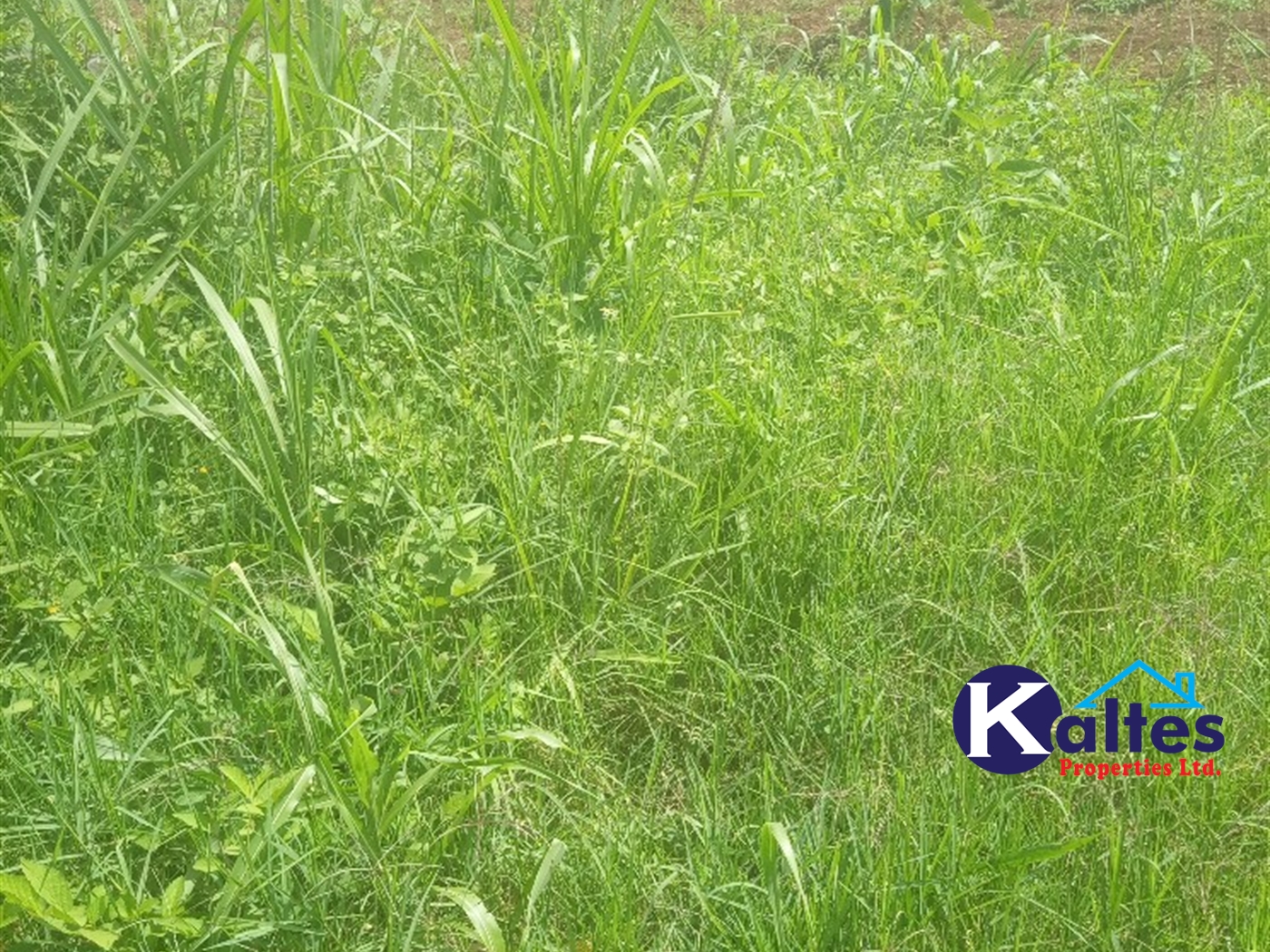 Agricultural Land for sale in Gayaza Kayunga