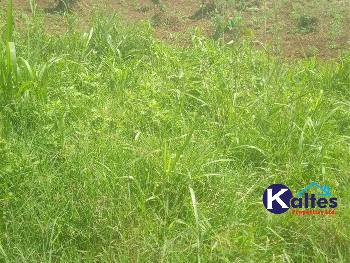 Agricultural Land for sale in Gayaza Kayunga