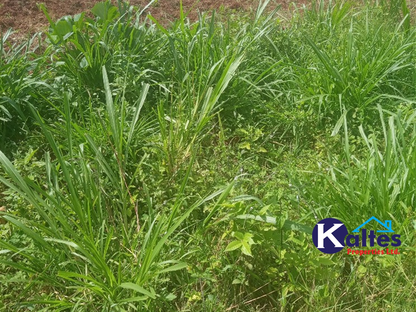 Agricultural Land for sale in Gayaza Kayunga