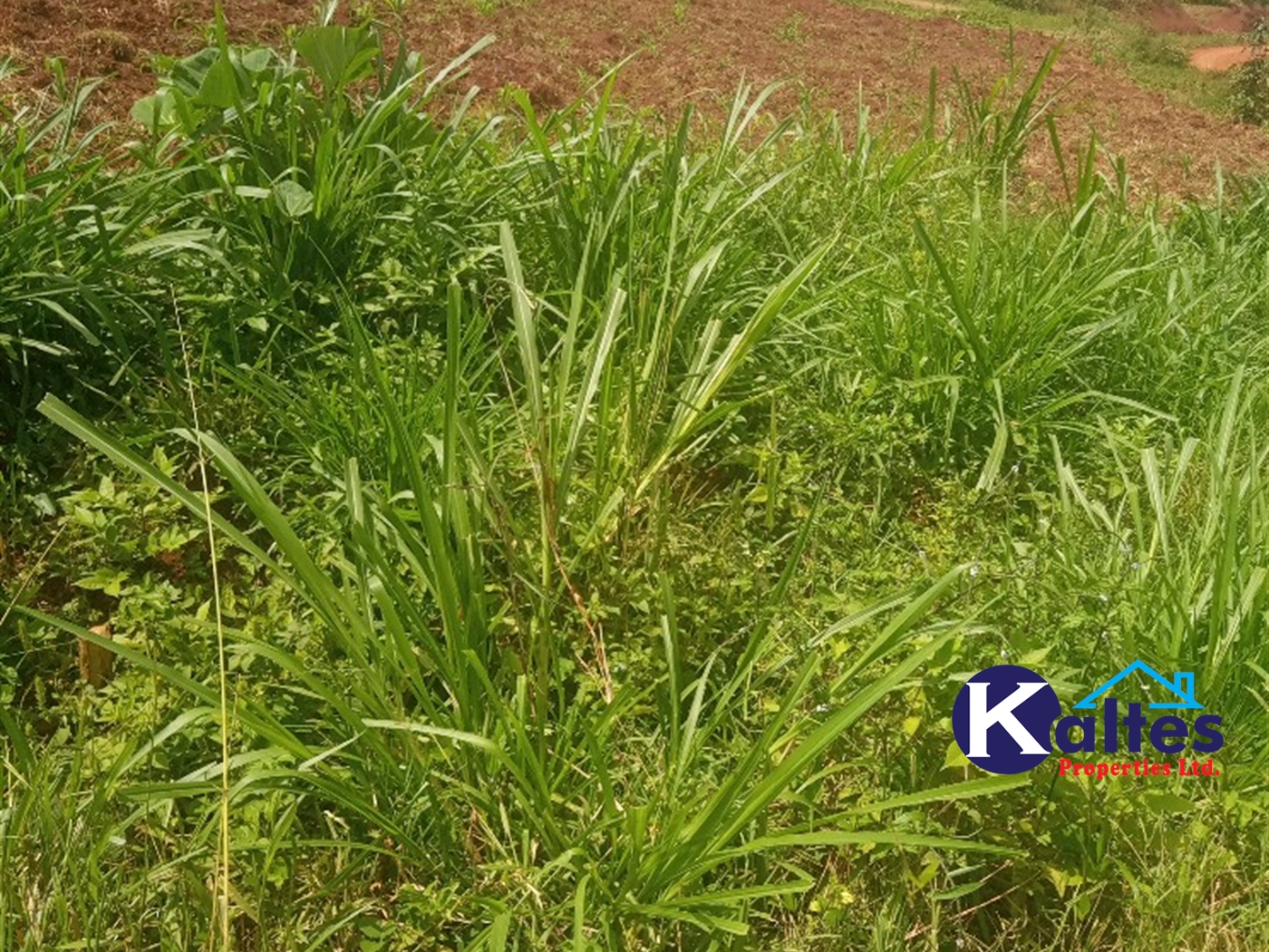 Agricultural Land for sale in Gayaza Kayunga