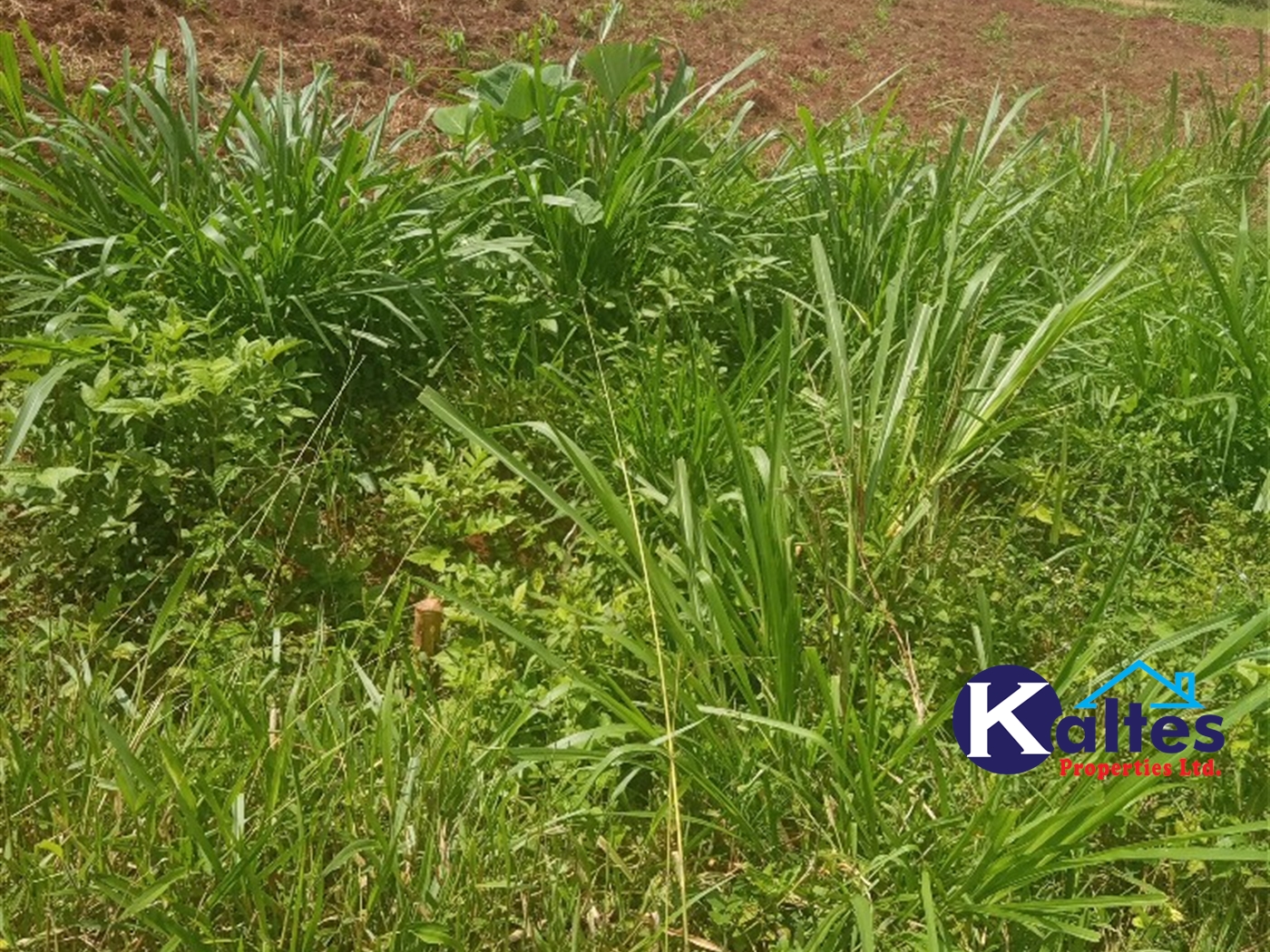 Agricultural Land for sale in Gayaza Kayunga