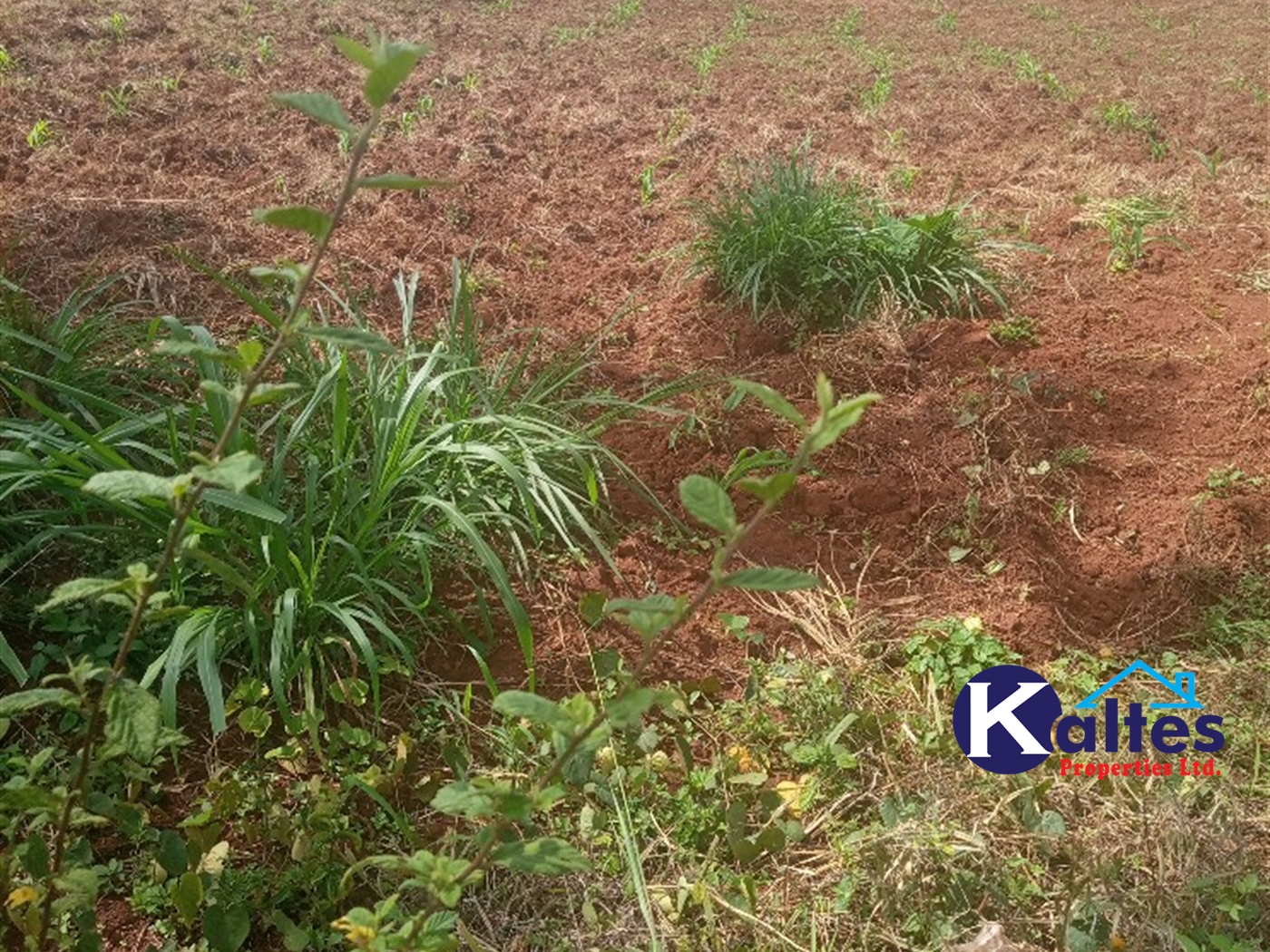 Agricultural Land for sale in Juko Kayunga