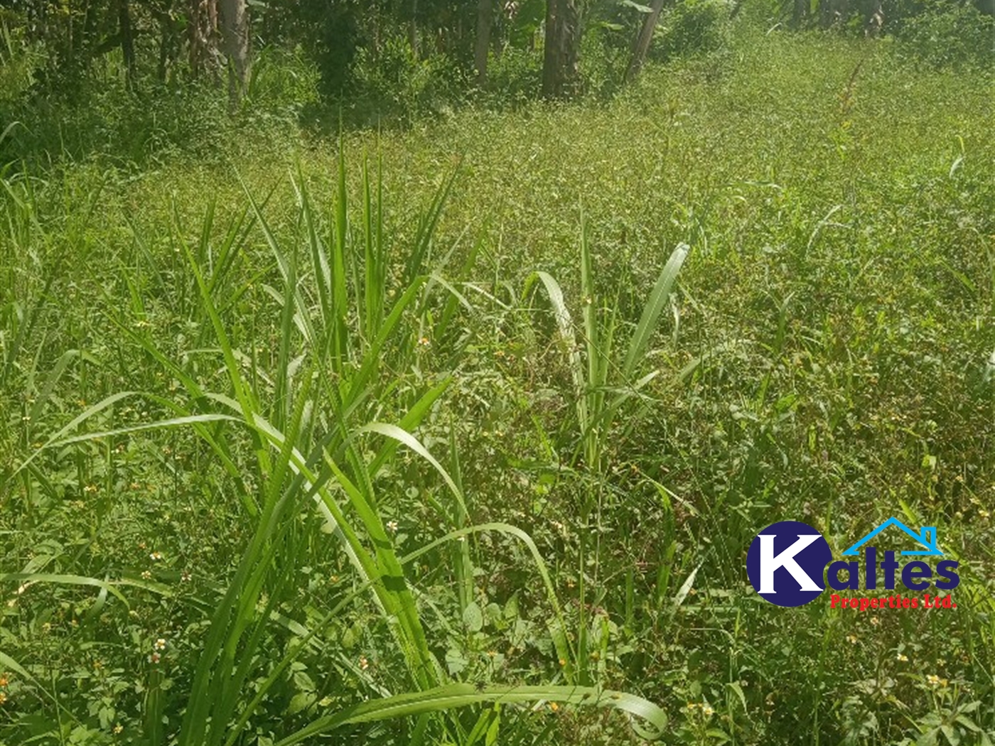 Agricultural Land for sale in Juko Kayunga