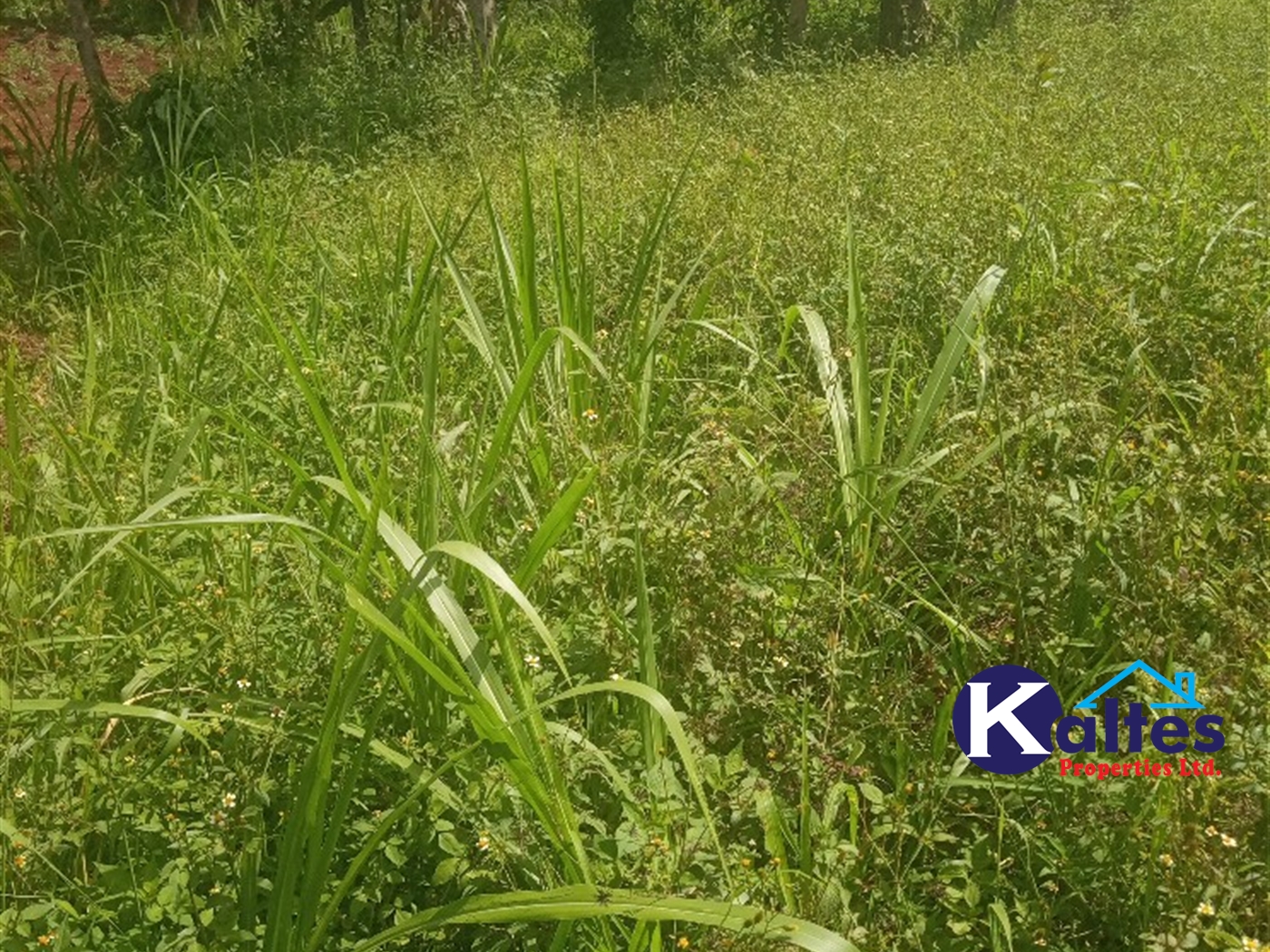 Agricultural Land for sale in Juko Kayunga