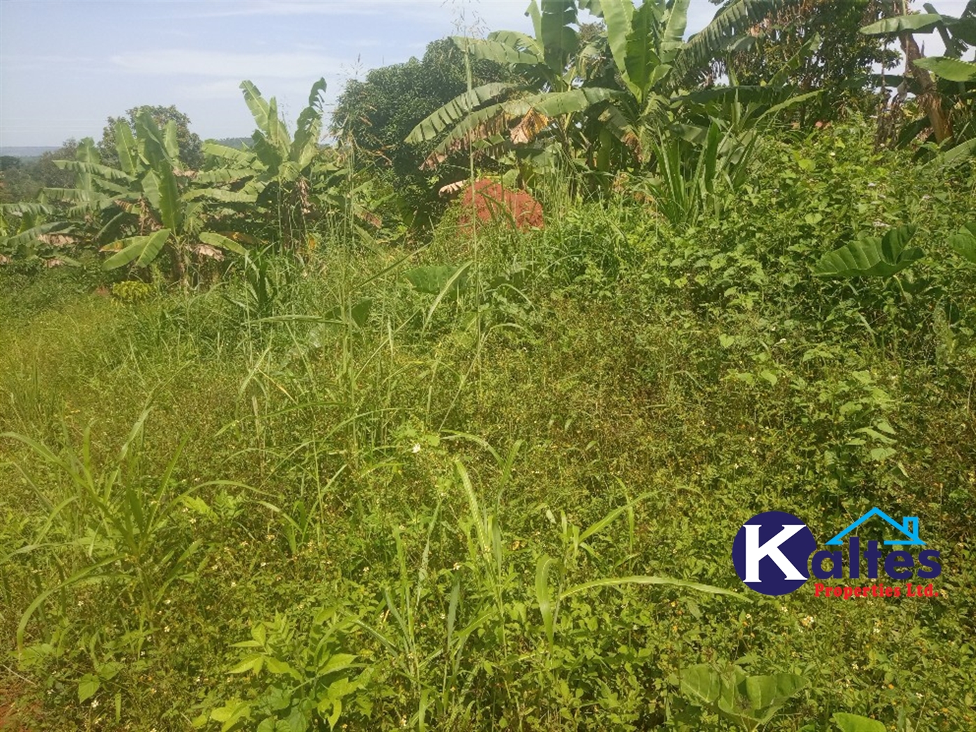 Agricultural Land for sale in Juko Kayunga