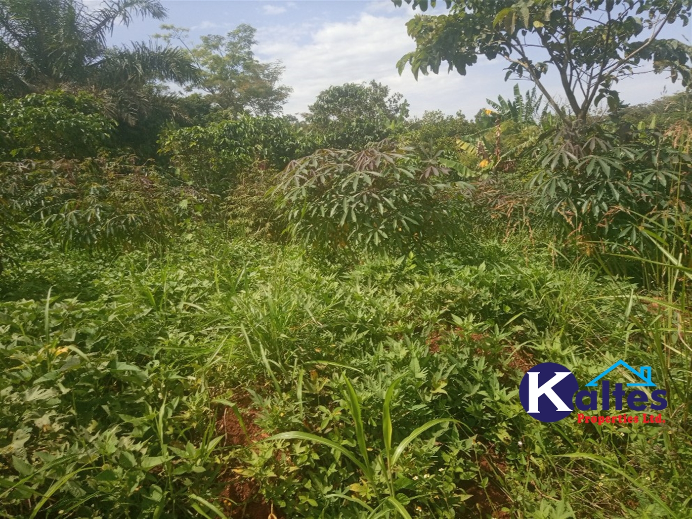 Agricultural Land for sale in Juko Kayunga