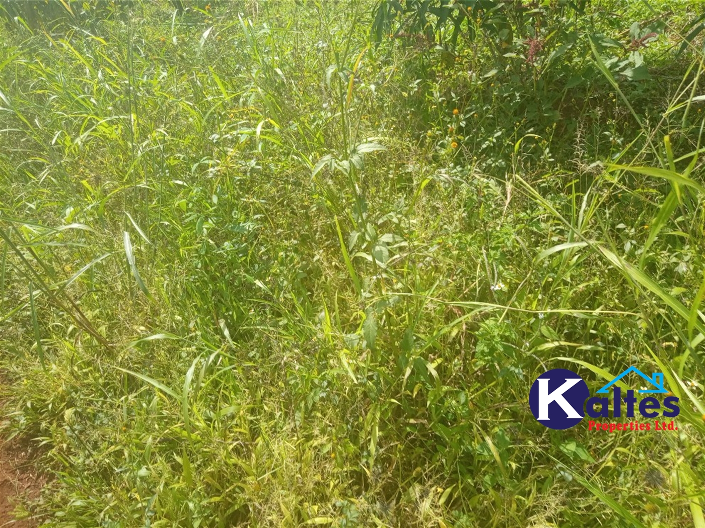 Agricultural Land for sale in Juko Kayunga