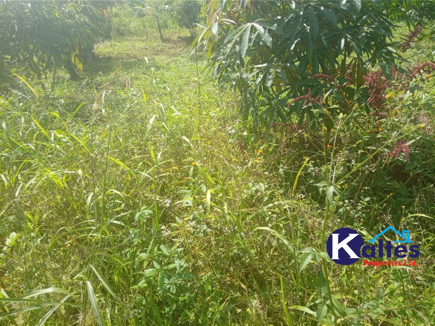 Agricultural Land for sale in Juko Kayunga