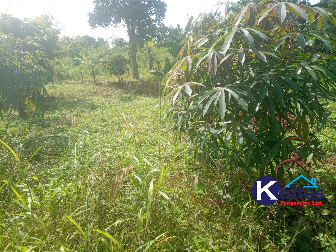 Agricultural Land for sale in Juko Kayunga