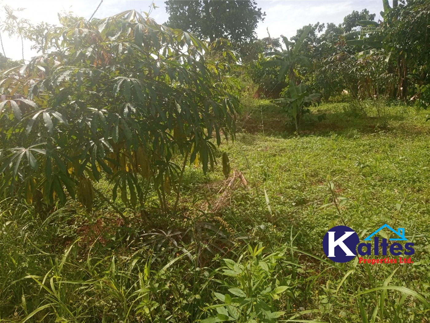 Agricultural Land for sale in Juko Kayunga