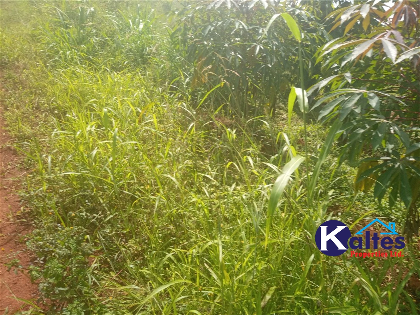 Agricultural Land for sale in Juko Kayunga