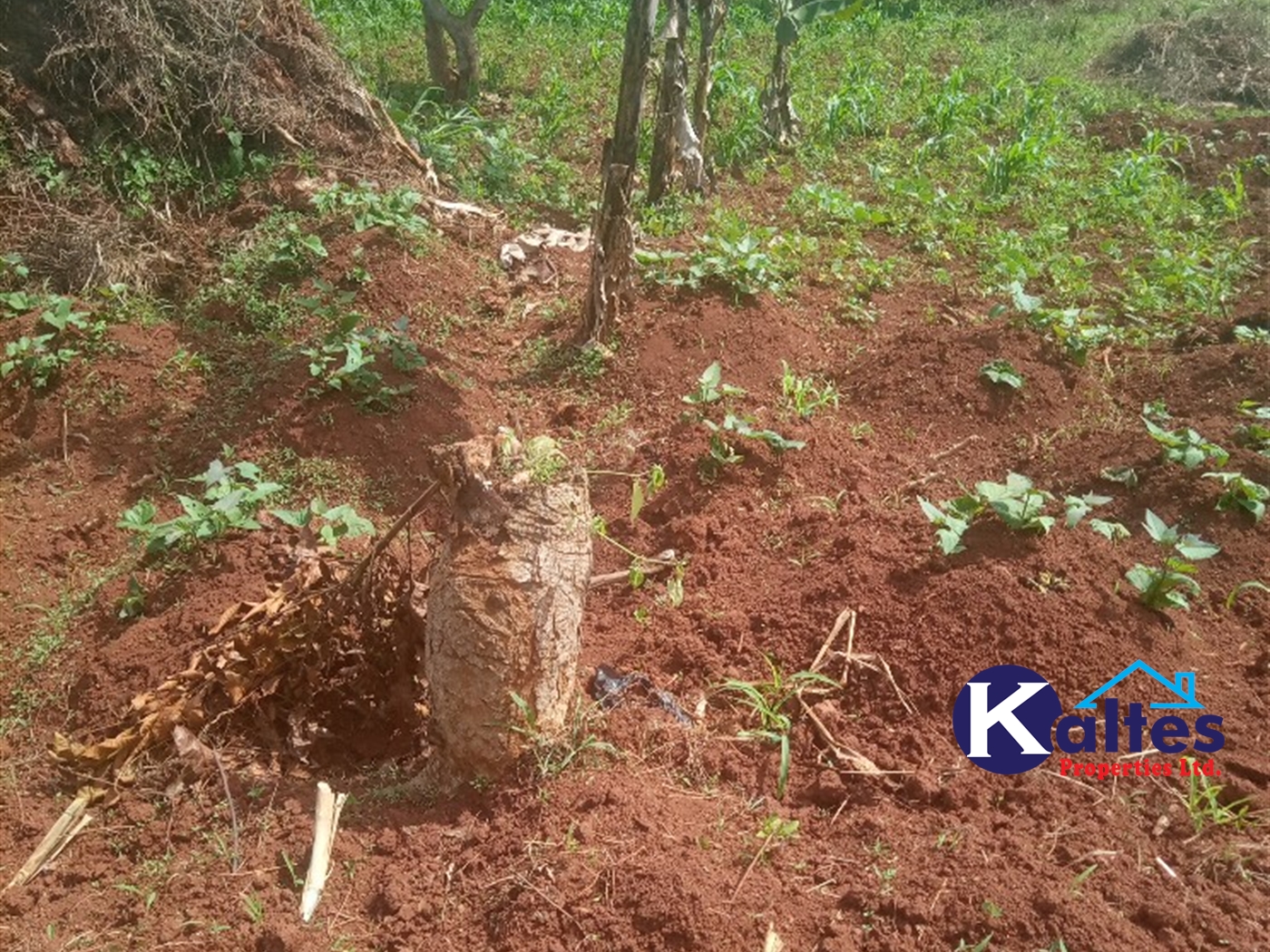 Agricultural Land for sale in Kabila Kayunga