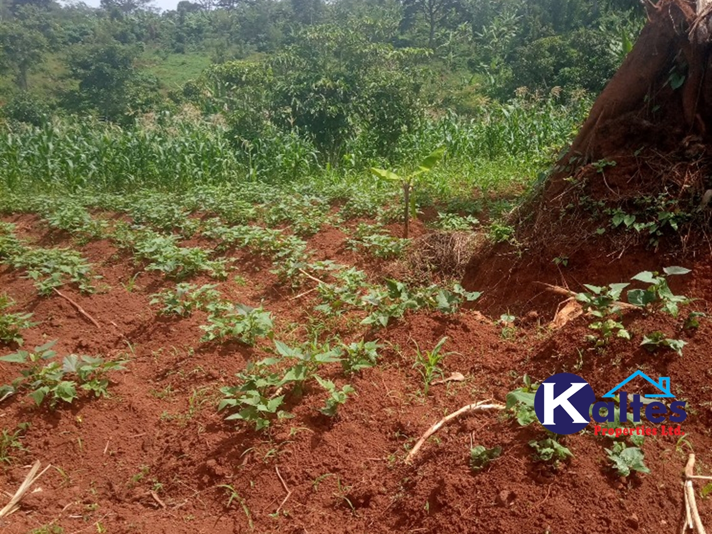 Agricultural Land for sale in Kabila Kayunga