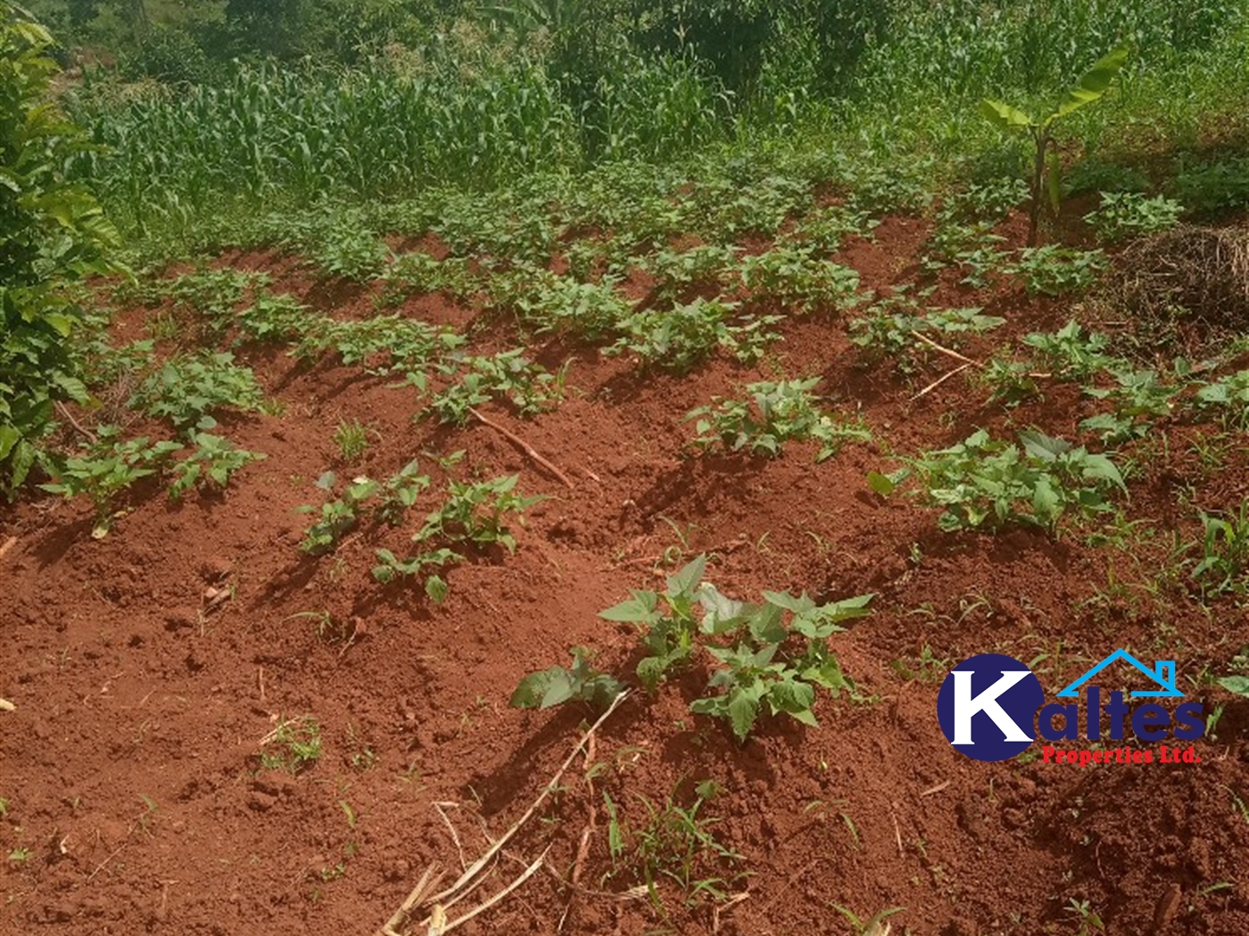 Agricultural Land for sale in Kabila Kayunga