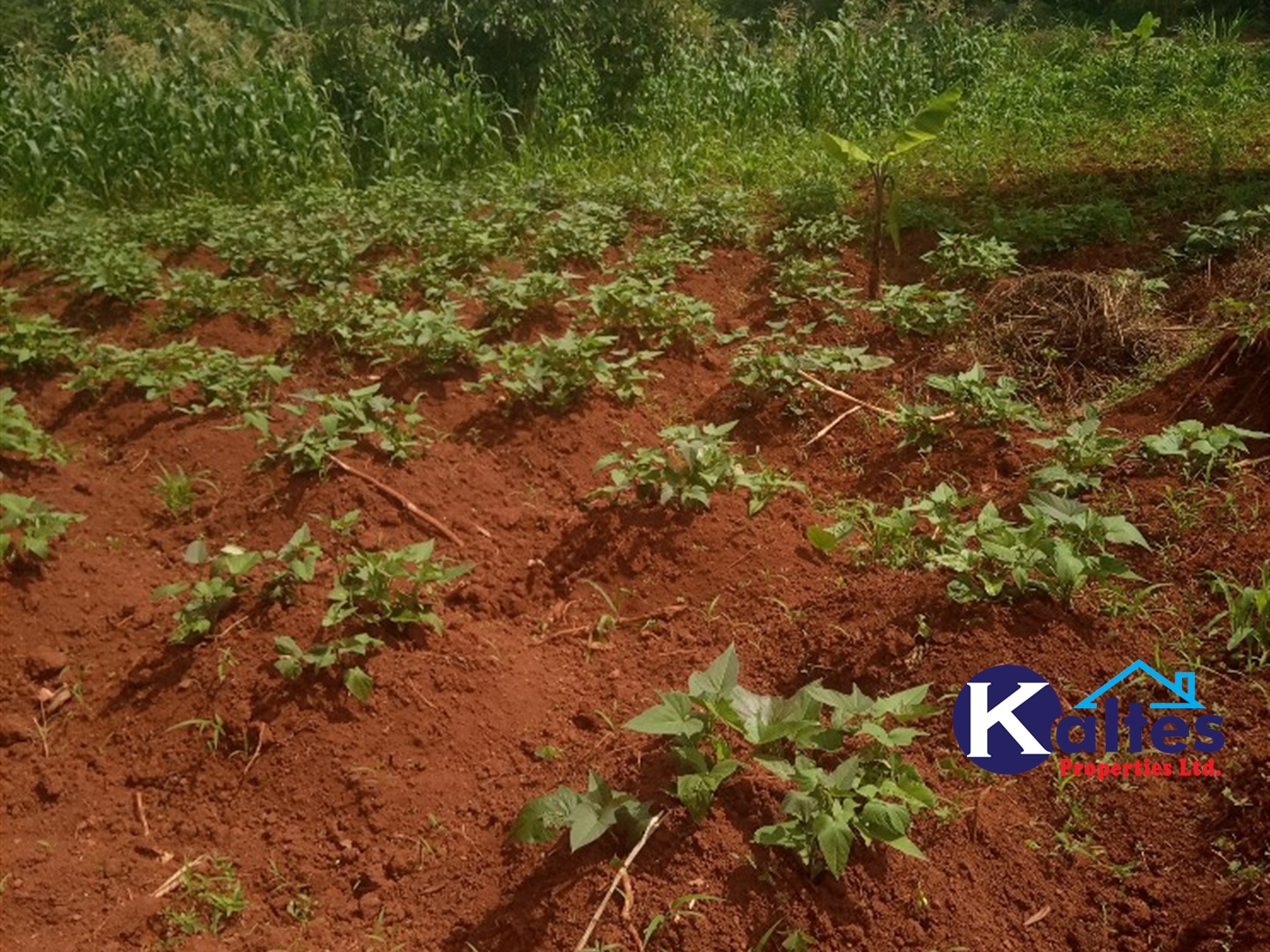 Agricultural Land for sale in Kabila Kayunga