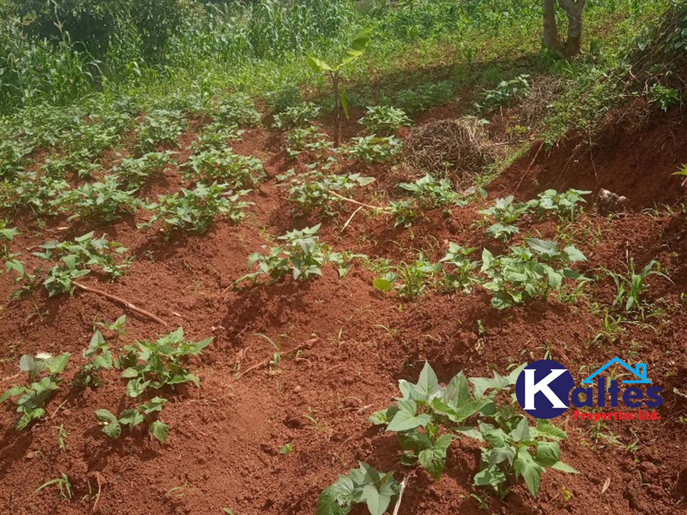 Agricultural Land for sale in Kabila Kayunga