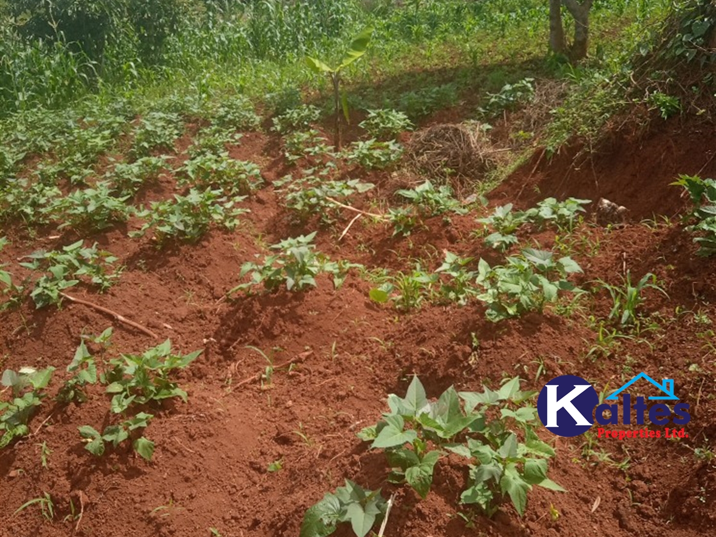 Agricultural Land for sale in Kabila Kayunga