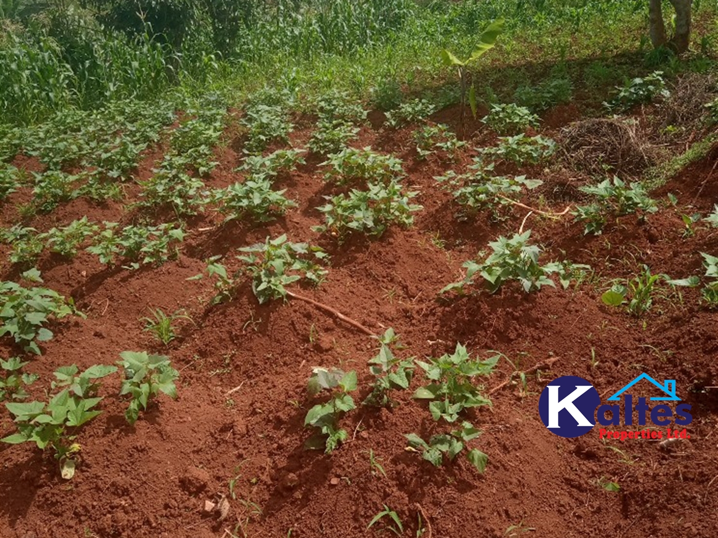 Agricultural Land for sale in Kabila Kayunga