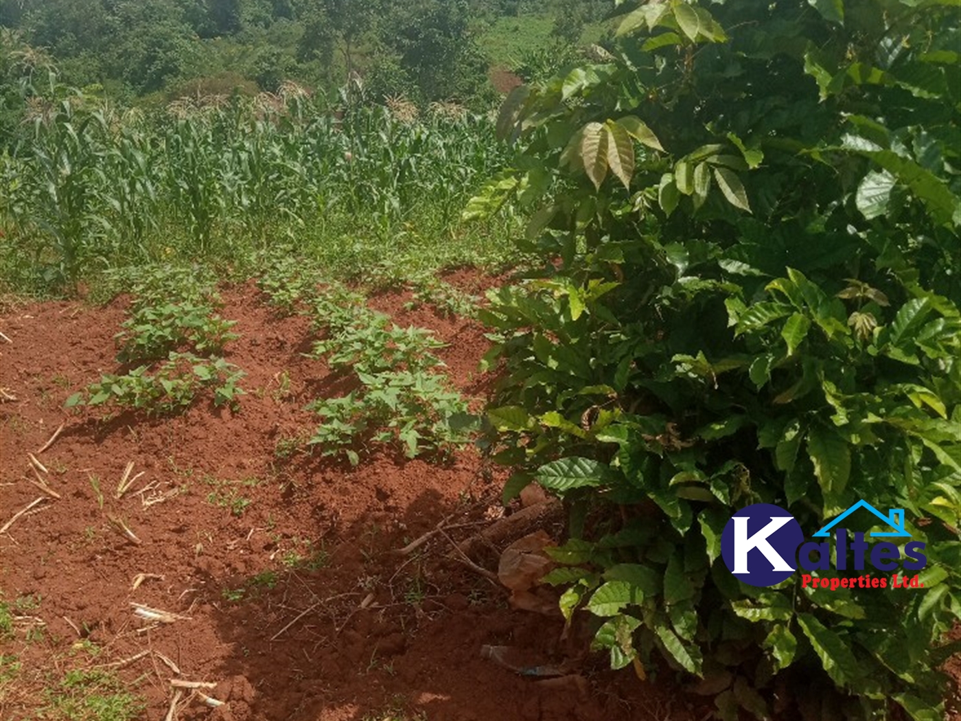 Agricultural Land for sale in Kabila Kayunga