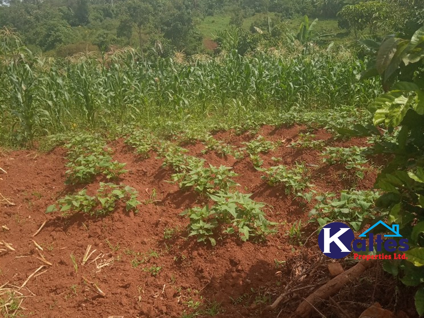 Agricultural Land for sale in Kabila Kayunga