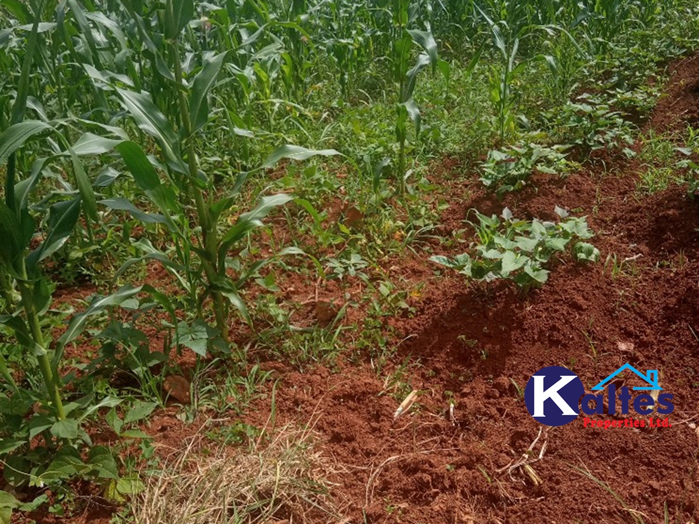 Agricultural Land for sale in Kabila Kayunga