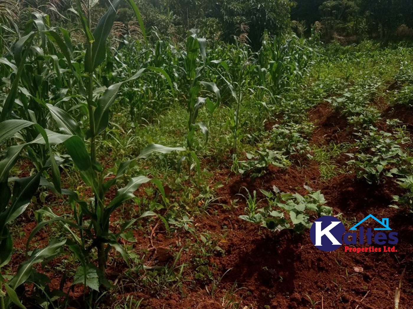 Agricultural Land for sale in Kabila Kayunga