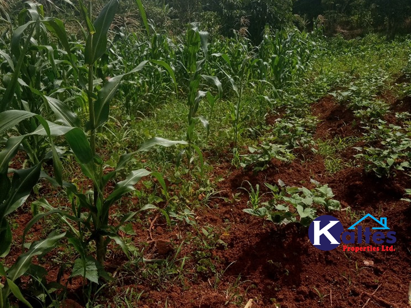 Agricultural Land for sale in Kabila Kayunga