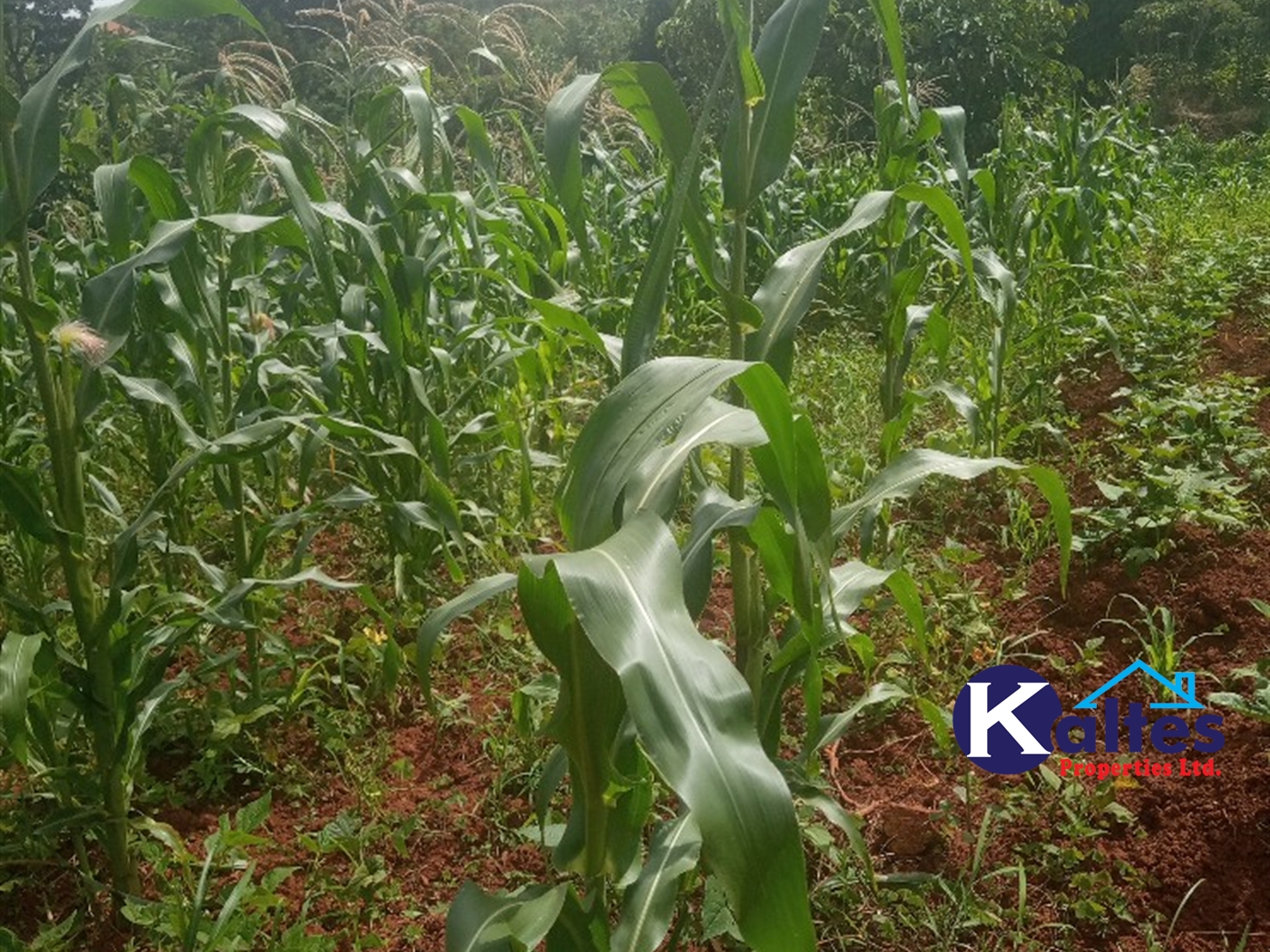 Agricultural Land for sale in Kabila Kayunga