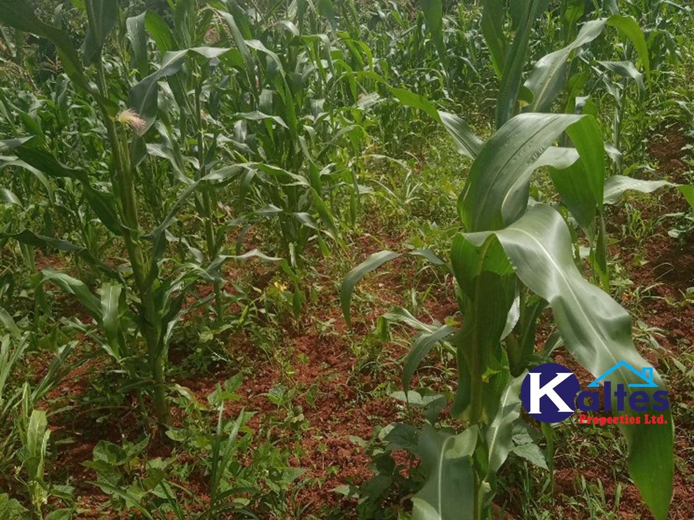 Agricultural Land for sale in Kabila Kayunga