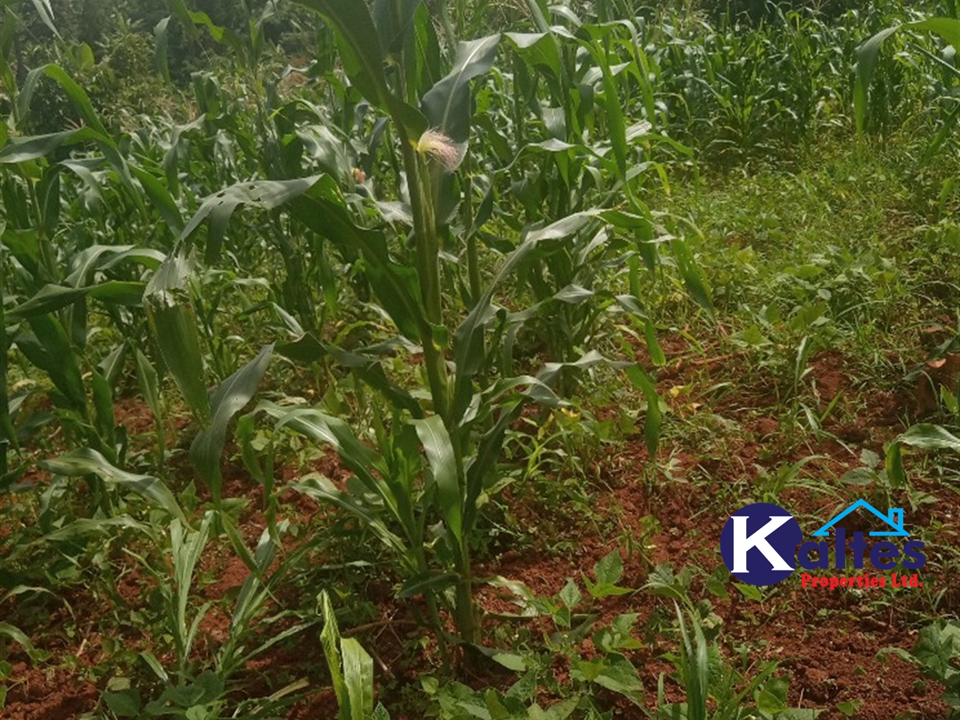 Agricultural Land for sale in Kabila Kayunga